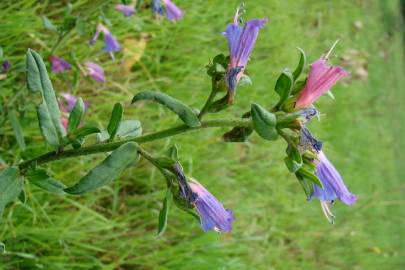 Fotografia da espécie Echium rosulatum