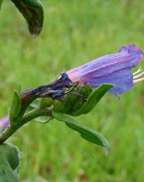 Fotografia 3 da espécie Echium rosulatum no Jardim Botânico UTAD