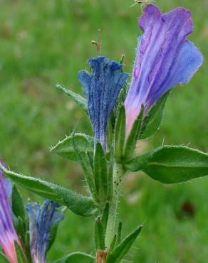 Fotografia 4 da espécie Echium rosulatum no Jardim Botânico UTAD