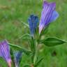 Fotografia 4 da espécie Echium rosulatum do Jardim Botânico UTAD