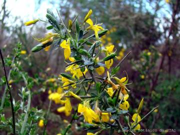 Fotografia da espécie Genista anglica