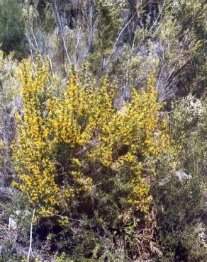 Fotografia 2 da espécie Genista falcata no Jardim Botânico UTAD