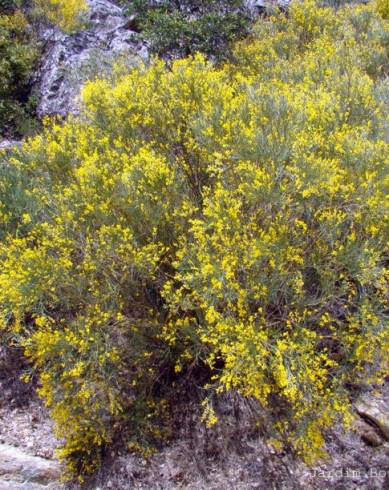 Fotografia de capa Genista florida - do Jardim Botânico