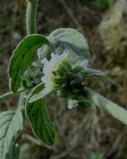 Fotografia da espécie Heliotropium supinum