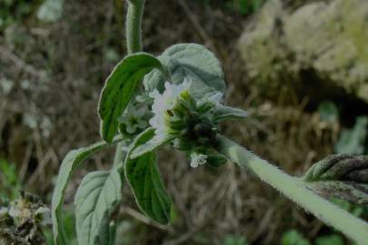 Fotografia da espécie Heliotropium supinum