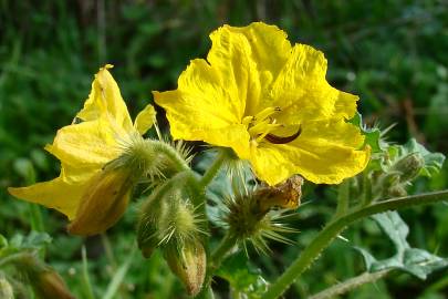 Fotografia da espécie Solanum rostratum