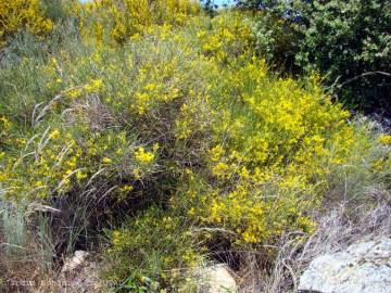 Fotografia da espécie Genista hystrix