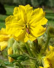 Fotografia da espécie Solanum rostratum