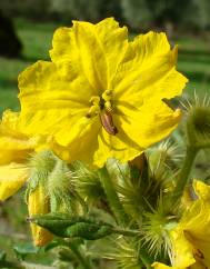 Solanum rostratum