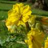 Fotografia 5 da espécie Solanum rostratum do Jardim Botânico UTAD