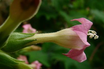 Fotografia da espécie Nicotiana tabacum