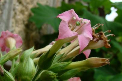 Fotografia da espécie Nicotiana tabacum