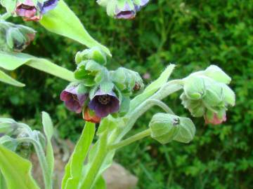 Fotografia da espécie Cynoglossum officinale