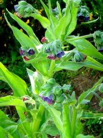 Fotografia da espécie Cynoglossum officinale