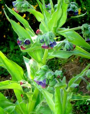 Fotografia 3 da espécie Cynoglossum officinale no Jardim Botânico UTAD