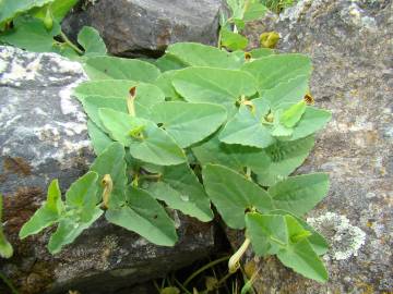 Fotografia da espécie Aristolochia pistolochia