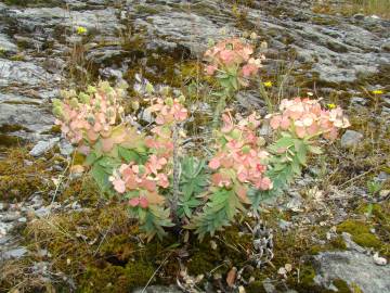 Fotografia da espécie Euphorbia oxyphylla