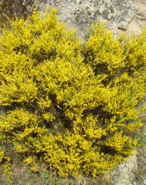 Fotografia 4 da espécie Genista hystrix no Jardim Botânico UTAD