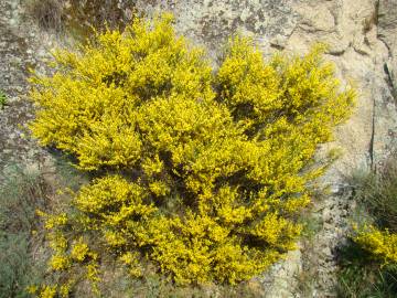 Fotografia da espécie Genista hystrix