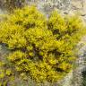 Fotografia 4 da espécie Genista hystrix do Jardim Botânico UTAD