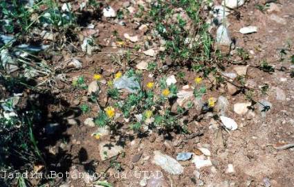 Fotografia da espécie Hymenocarpos lotoides