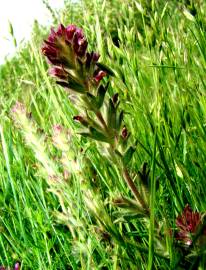 Fotografia da espécie Parentucellia latifolia