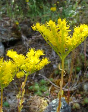 Fotografia 1 da espécie Sedum forsterianum no Jardim Botânico UTAD