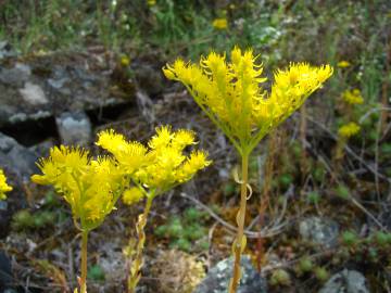 Fotografia da espécie Sedum forsterianum