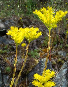 Fotografia 3 da espécie Sedum forsterianum no Jardim Botânico UTAD