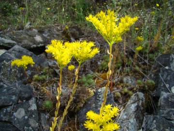 Fotografia da espécie Sedum forsterianum