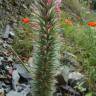 Fotografia 2 da espécie Trifolium angustifolium do Jardim Botânico UTAD
