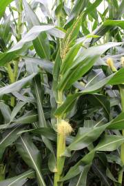 Fotografia da espécie Zea mays subesp. mays