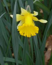 Fotografia da espécie Narcissus pseudonarcissus