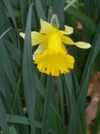 Fotografia da espécie Narcissus pseudonarcissus subesp. pseudonarcissus