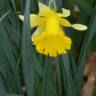 Fotografia 1 da espécie Narcissus pseudonarcissus subesp. pseudonarcissus do Jardim Botânico UTAD