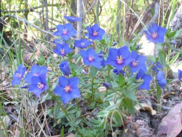 Fotografia da espécie Anagallis monelli