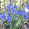 Fotografia 3 da espécie Anagallis monelli do Jardim Botânico UTAD