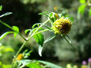 Fotografia da espécie Bidens frondosa