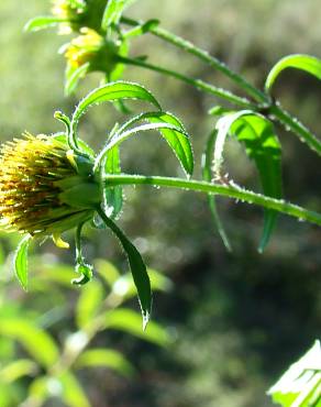 Fotografia 3 da espécie Bidens frondosa no Jardim Botânico UTAD