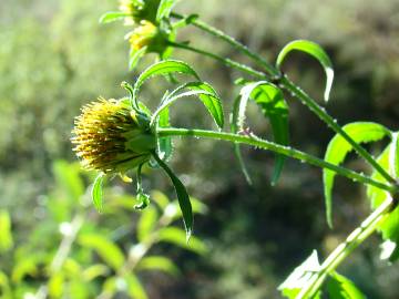 Fotografia da espécie Bidens frondosa