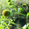 Fotografia 3 da espécie Bidens frondosa do Jardim Botânico UTAD