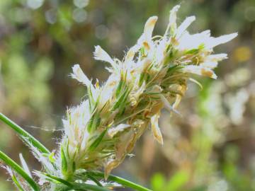 Fotografia da espécie Genista hirsuta subesp. hirsuta