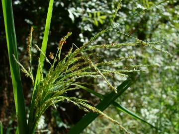 Fotografia da espécie Leersia oryzoides