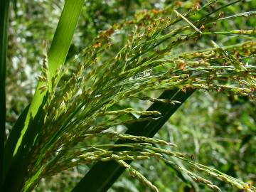 Fotografia da espécie Leersia oryzoides