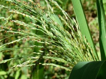 Fotografia da espécie Leersia oryzoides