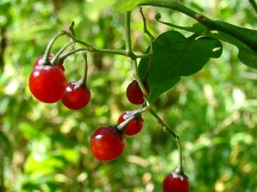 Fotografia da espécie Solanum dulcamara