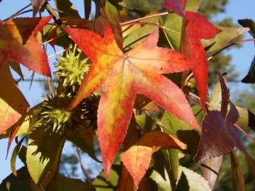 Fotografia da espécie Liquidambar styraciflua