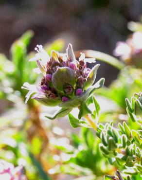 Fotografia 3 da espécie Thymus camphoratus no Jardim Botânico UTAD