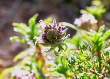 Fotografia da espécie Thymus camphoratus