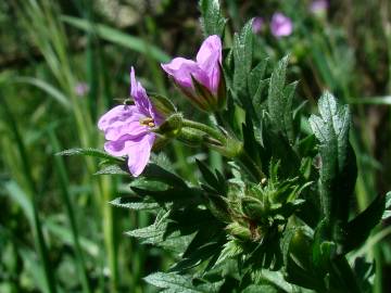 Fotografia da espécie Erodium botrys